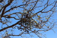 Psittacanthus ramiflorus