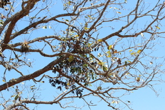 Psittacanthus ramiflorus