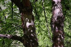 Betula raddeana