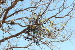 Psittacanthus ramiflorus