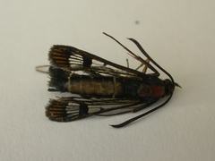 Synanthedon tipuliformis