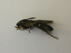 Synanthedon tipuliformis