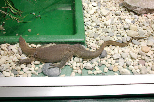 Varanus mertensi
