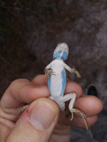 Sceloporus woodi