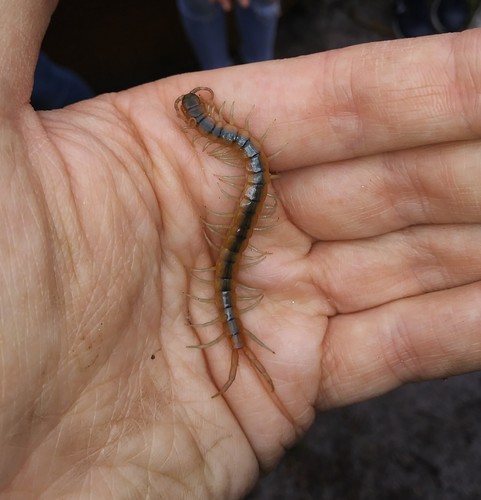 Scolopendra viridis