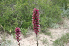 Pontechium maculatum