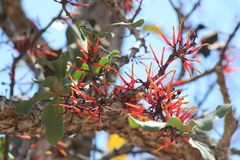 Psittacanthus ramiflorus
