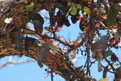 Psittacanthus ramiflorus