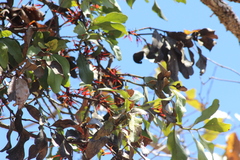 Psittacanthus ramiflorus