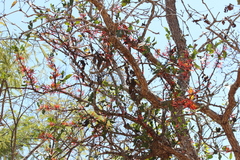 Psittacanthus ramiflorus