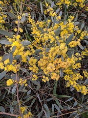 Acacia redolens