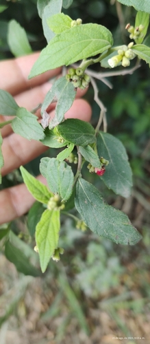 Varronia acuta