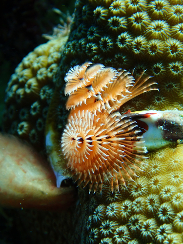 Photo of Christmas tree worm (Spirobranchus giganteus)