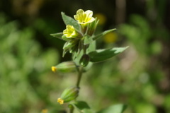 Nonea lutea