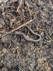 Batrachoseps major major