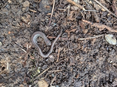 Batrachoseps major major