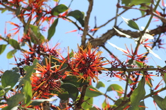 Psittacanthus ramiflorus