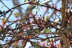 Psittacanthus ramiflorus