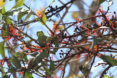 Psittacanthus ramiflorus