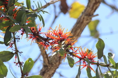 Psittacanthus ramiflorus