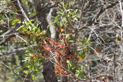 Psittacanthus ramiflorus