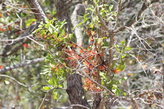 Psittacanthus ramiflorus
