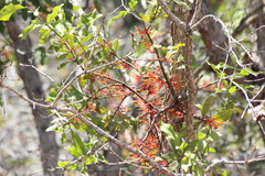 Psittacanthus ramiflorus