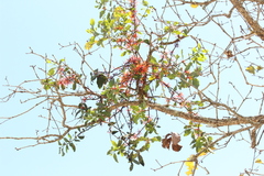 Psittacanthus ramiflorus