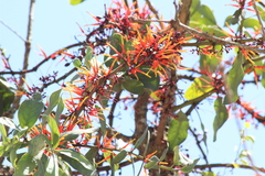 Psittacanthus ramiflorus