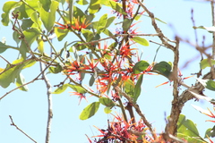 Psittacanthus ramiflorus