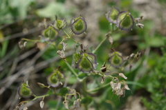 Rindera tetraspis