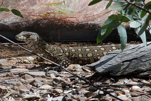 Varanus giganteus