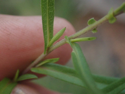 Image of Symphyotrichum bracteolatum by no rights reserved