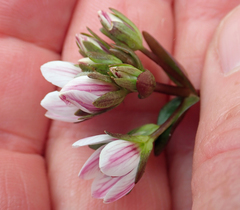 Gentianella chathamica