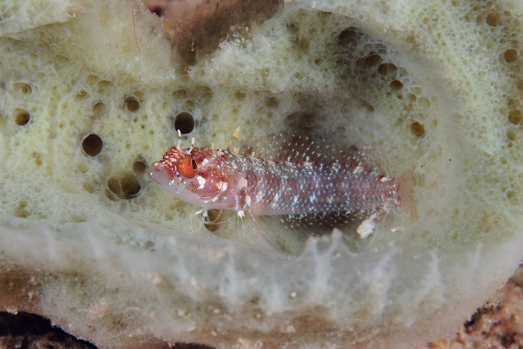 Williams's Blenny
