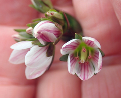 Gentianella chathamica