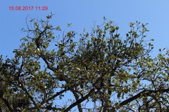 Psittacanthus ramiflorus