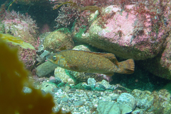 Tautogolabrus adspersus
