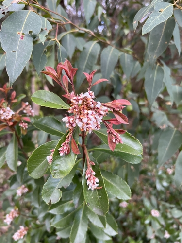 Rhaphiolepis indica