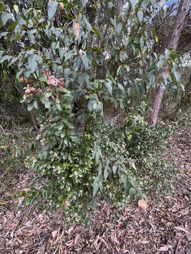 Rhaphiolepis indica