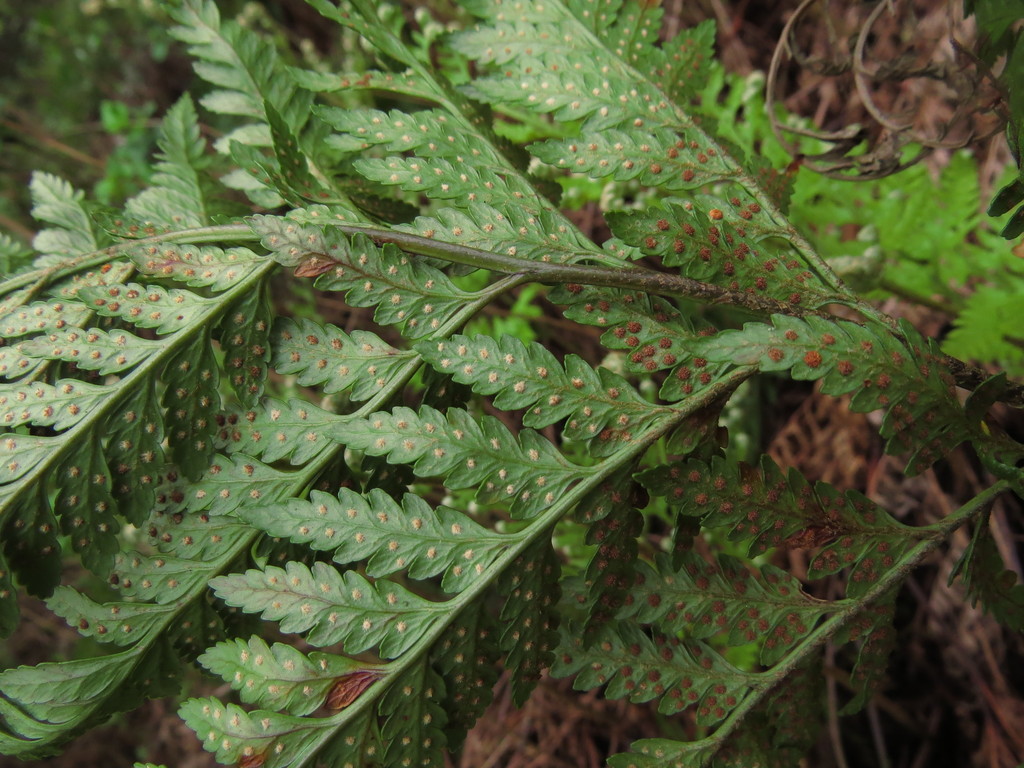 leathery shieldfern
