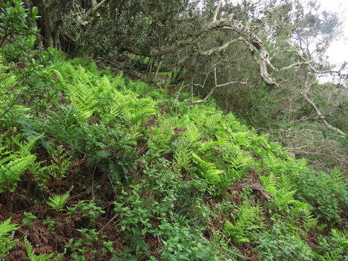 Rumohra adiantiformis