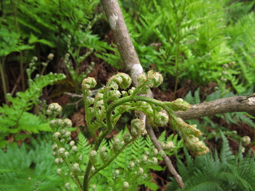 Rumohra adiantiformis