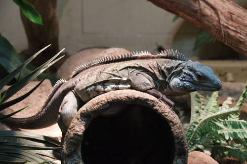 Cyclura lewisi
