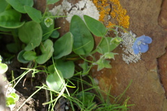 Omphalodes rupestris