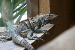Iguana