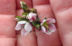 Gentianella chathamica