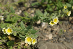Nonea alpestris