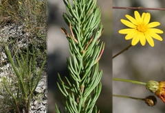 Ursinia punctata