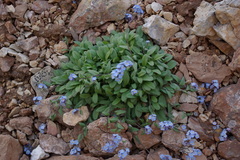 Myosotis schistosa